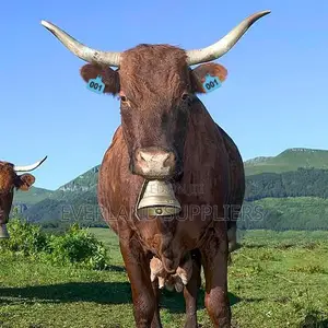 Large Cattle Ear Tags for Herd - Numbered