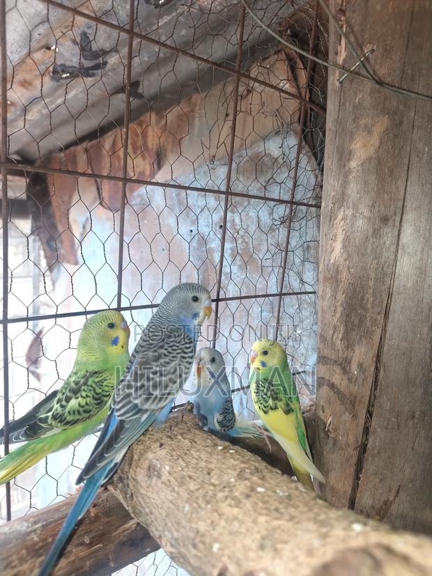 Budgies on Sale