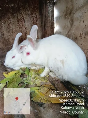 Rabbit Sale