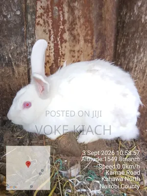 Rabbit Sale