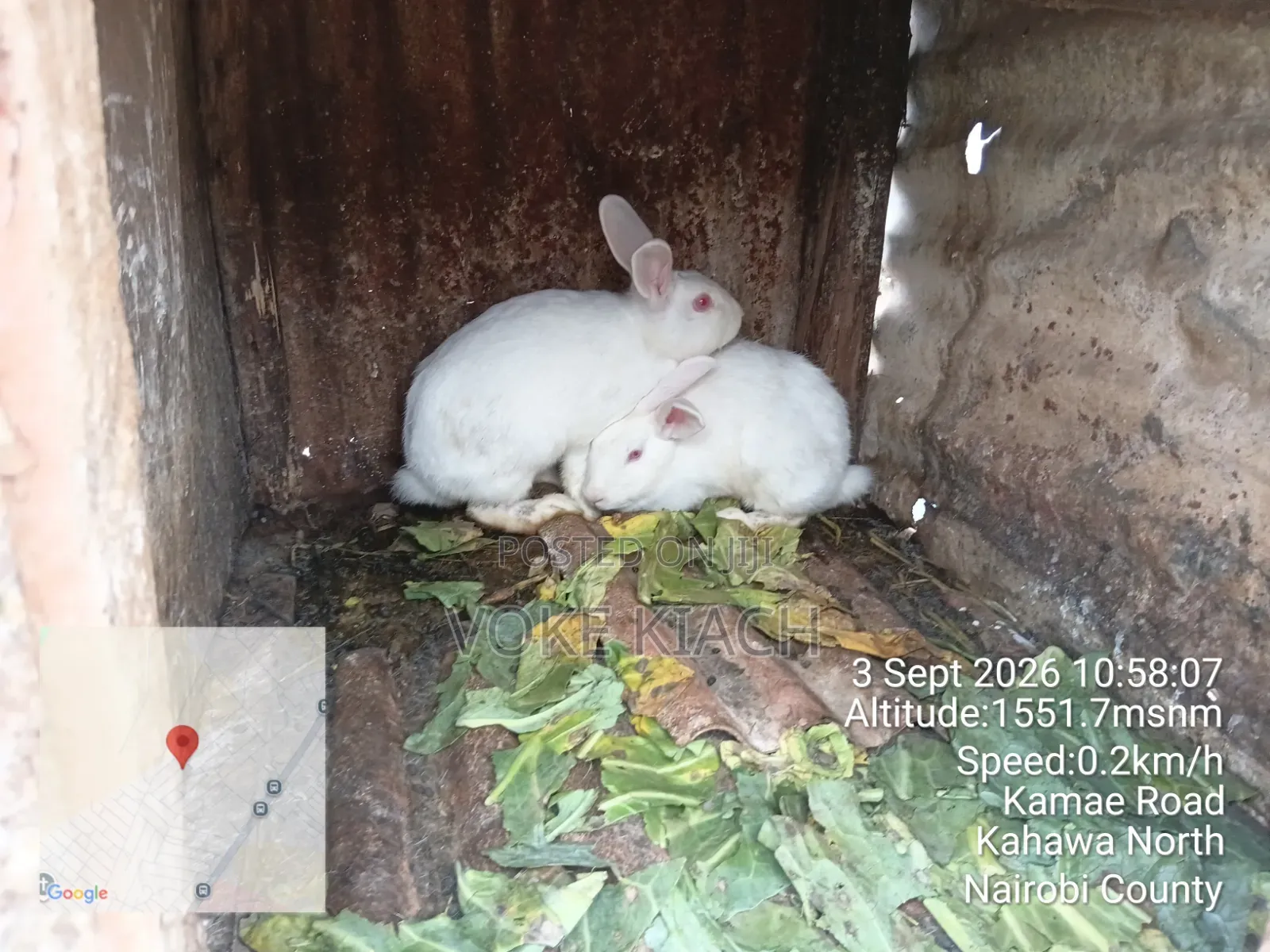 Rabbit Sale