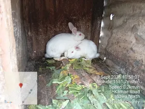 Rabbit Sale