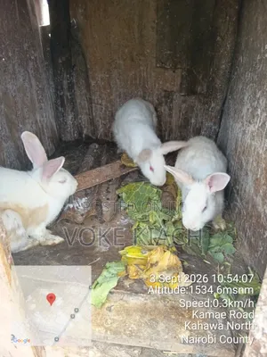 Rabbit Sale