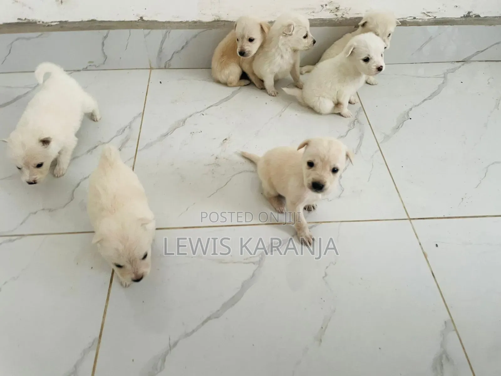1-3 months Male Purebred Chihuahua