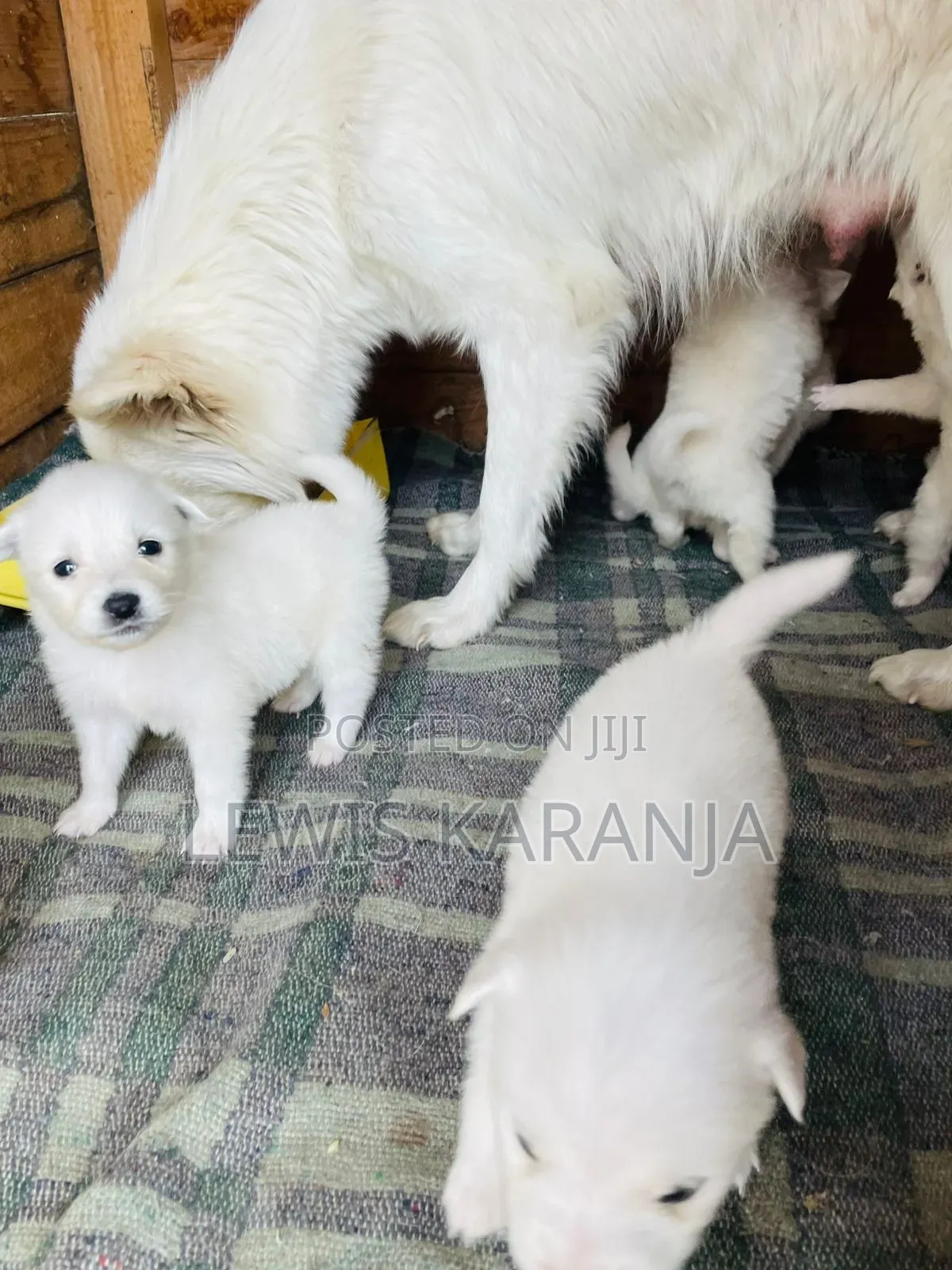 1-3 months Male Purebred Chihuahua