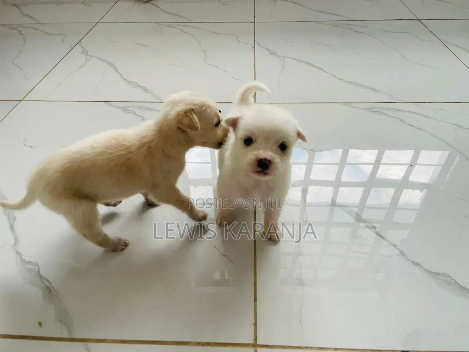 1-3 months Male Purebred Chihuahua