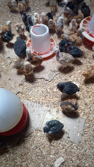 Pure Kienyeji Chicks