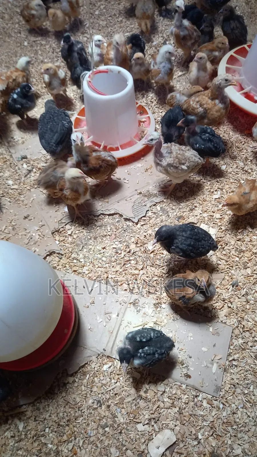 Pure Kienyeji Chicks