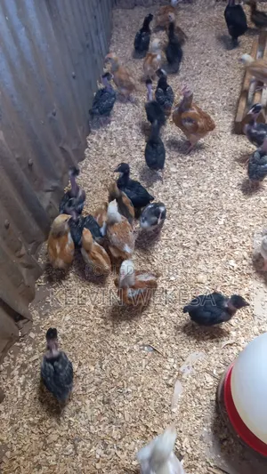 Pure Kienyeji Chicks