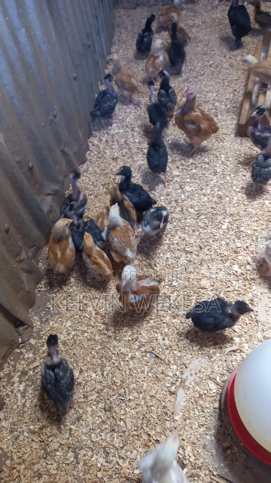 Pure Kienyeji Chicks
