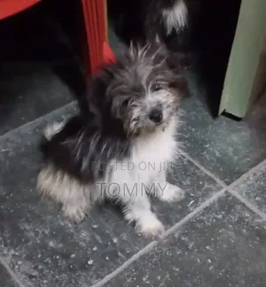 3-6 months Female Purebred Maltese