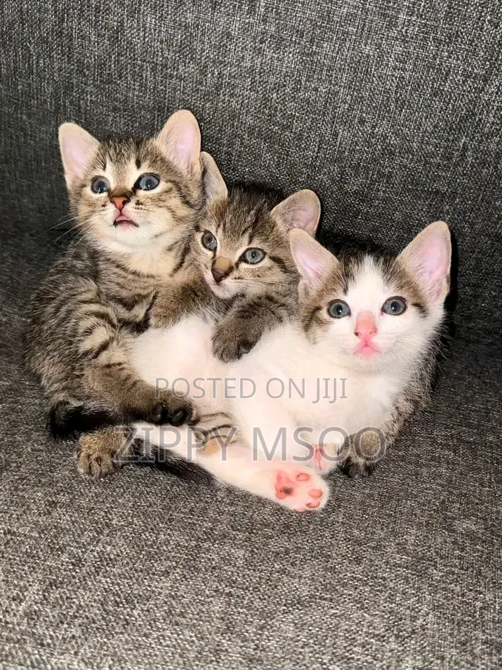 1-3 months Male Mixed Breed Tabby