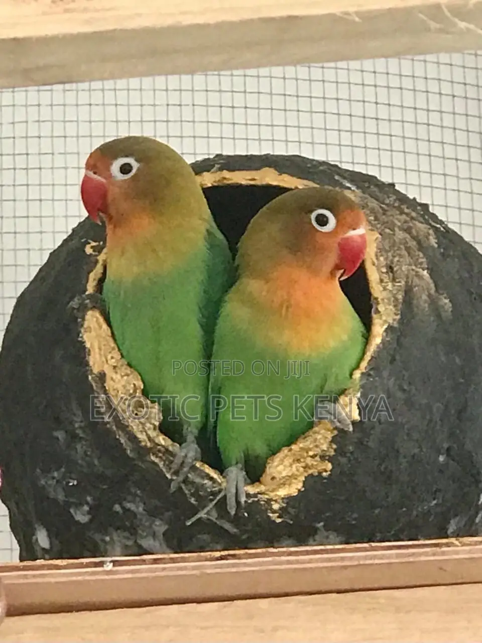 Lovebird Parrots for Sale