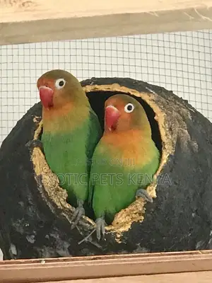 Lovebird Parrots for Sale