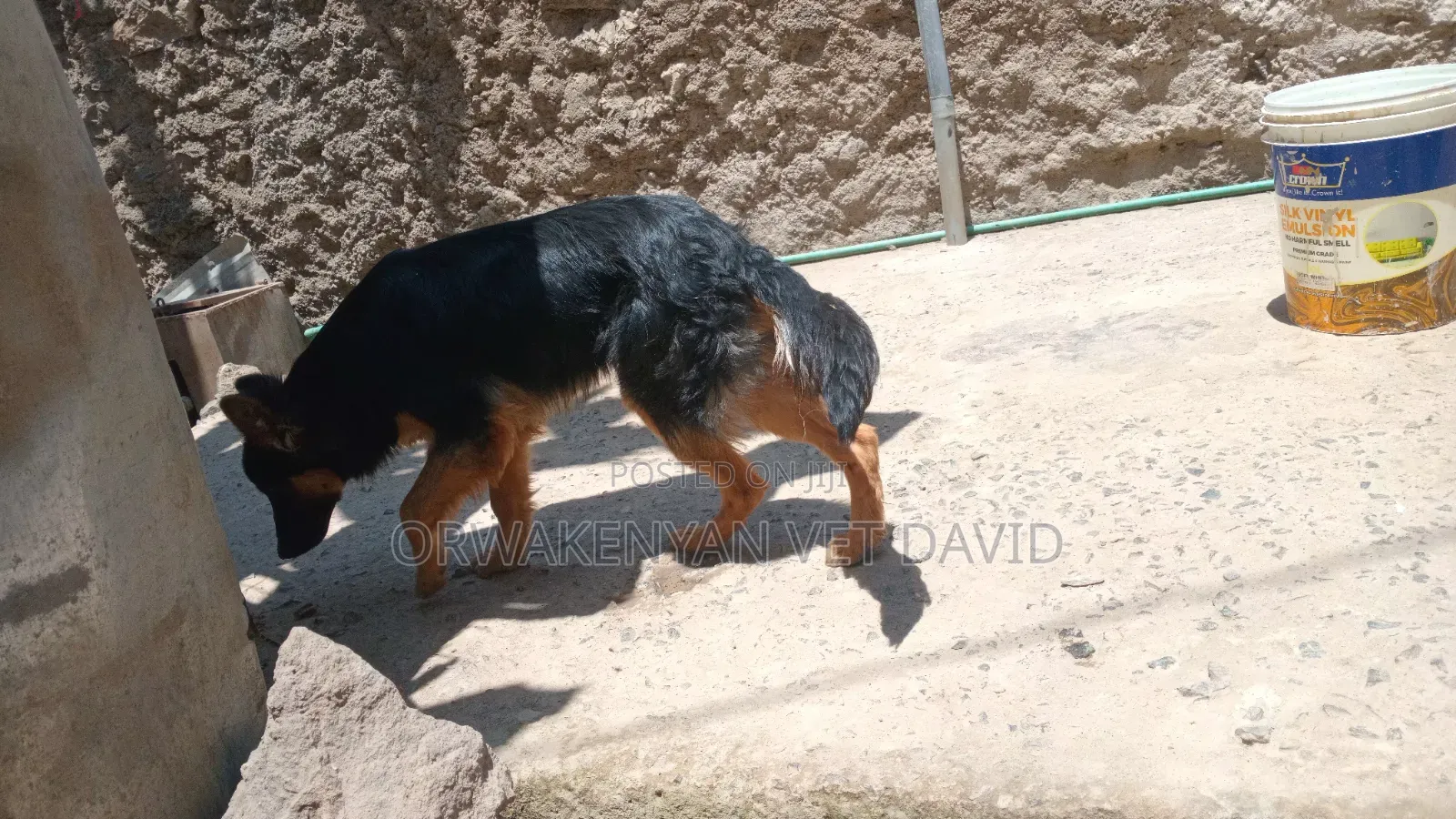 6-12 months Male Purebred German Shepherd