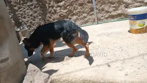 6-12 months Male Purebred German Shepherd