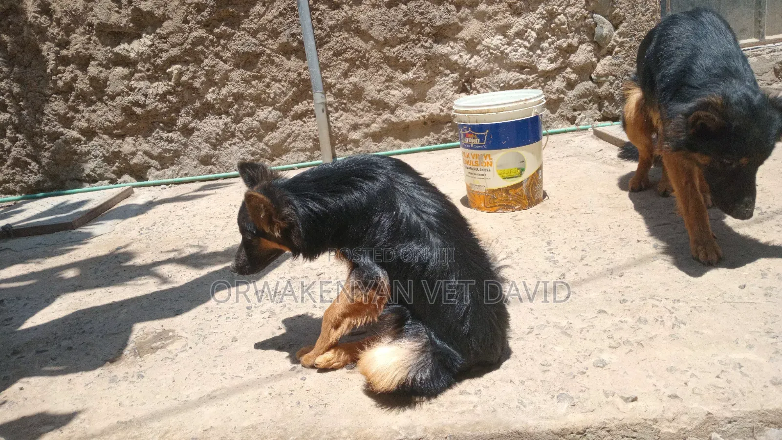 6-12 months Male Purebred German Shepherd
