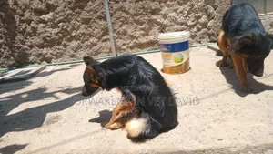 6-12 months Male Purebred German Shepherd