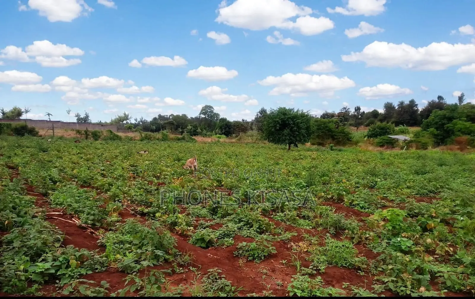 *10acres Prime Agricultural Land Gathigiriri, Mwea*