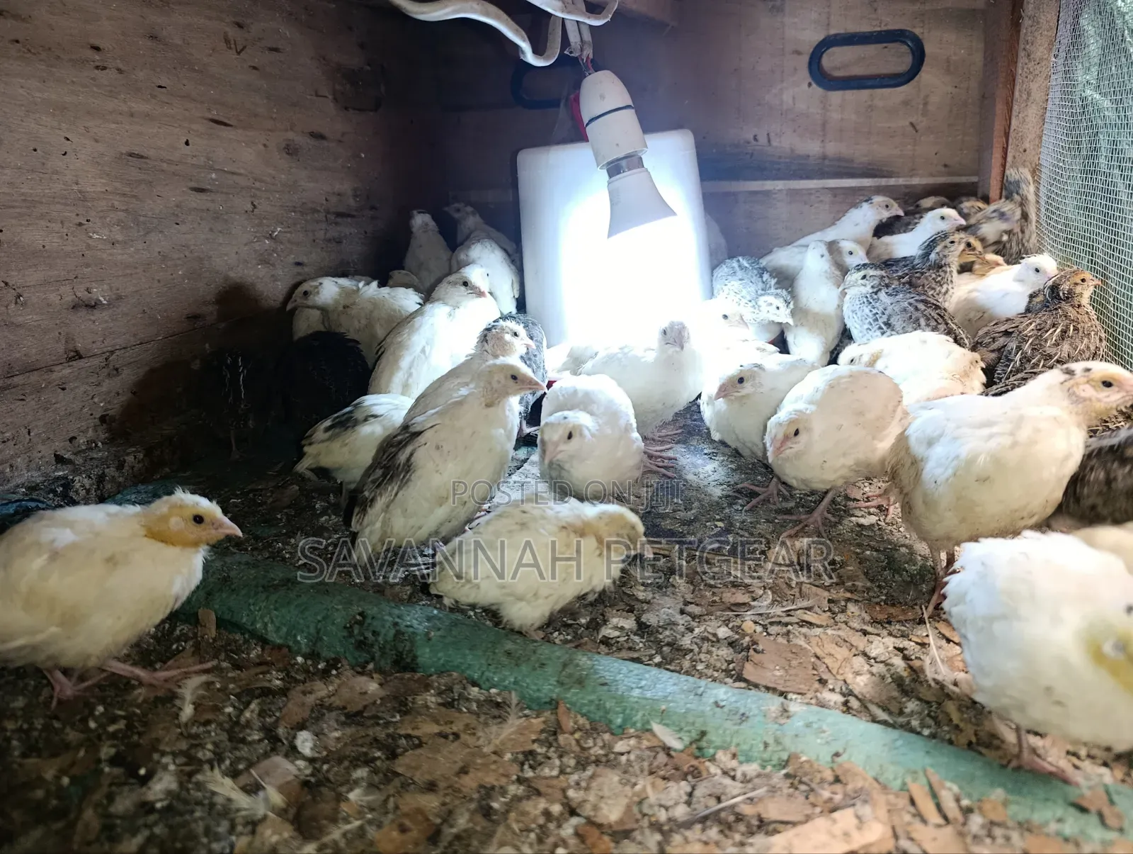 Young Japanese Quail (Coturnix Japonica),white or Texas A&M - 1 Month