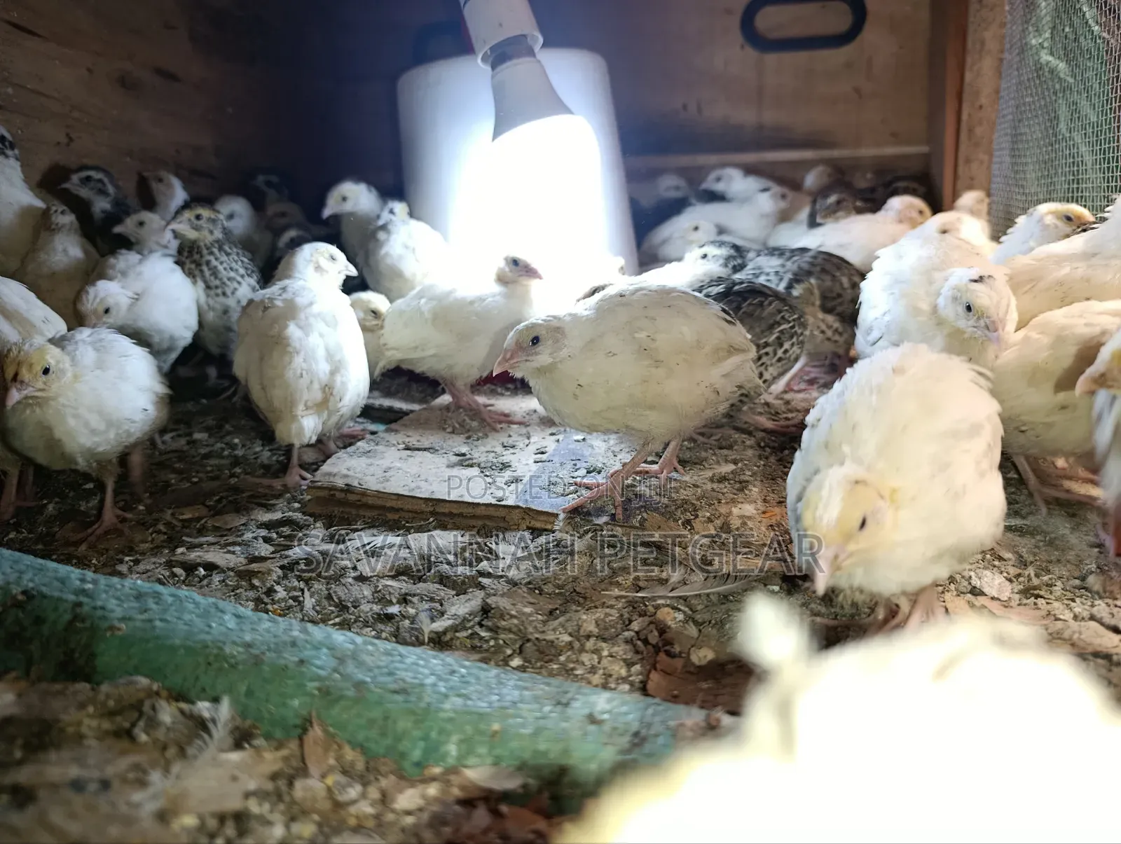 Young Japanese Quail (Coturnix Japonica),white or Texas A&M - 1 Month