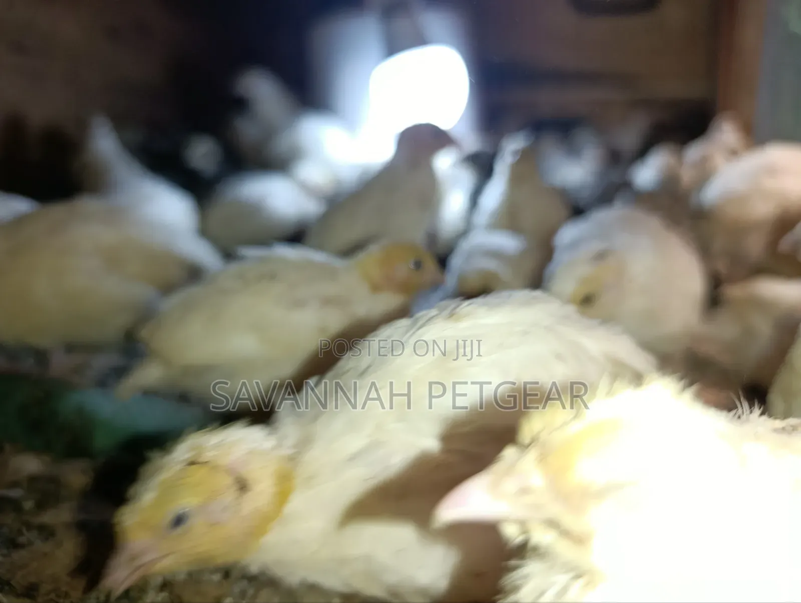 Young Japanese Quail (Coturnix Japonica),white or Texas A&M - 1 Month