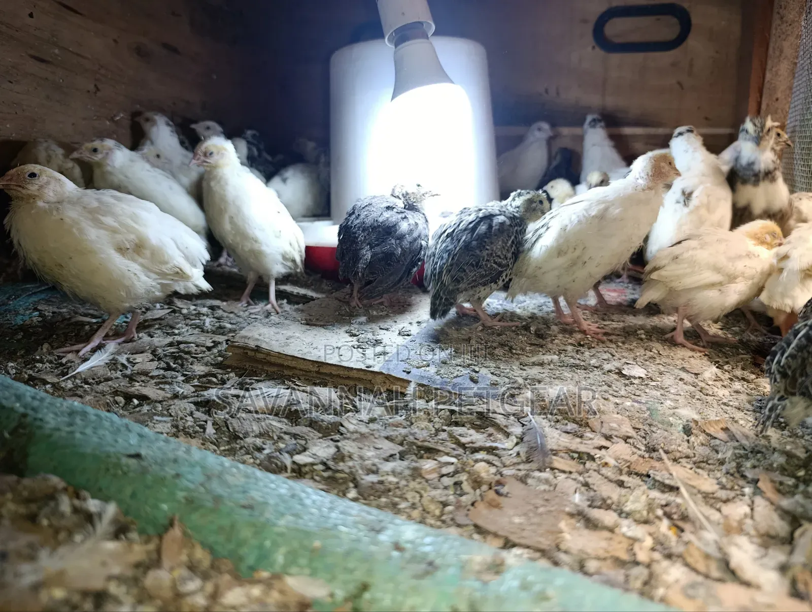 Young Japanese Quail (Coturnix Japonica),white or Texas A&M - 1 Month