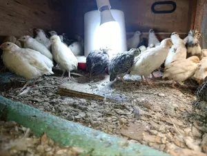 Young Japanese Quail (Coturnix Japonica),white or Texas A&M - 1 Month