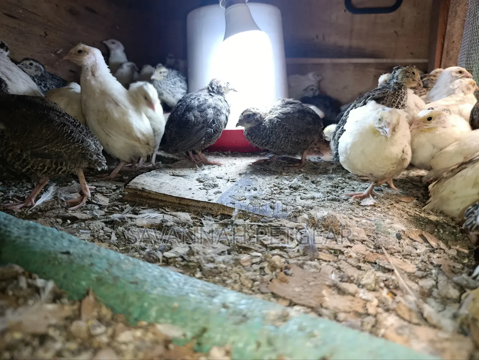 Young Japanese Quail (Coturnix Japonica),white or Texas A&M - 1 Month