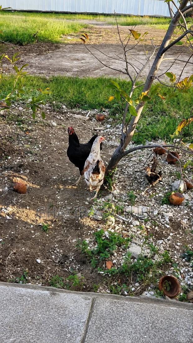 Kienyeji Chicken