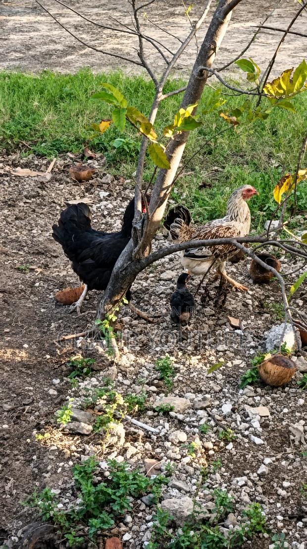 Kienyeji Chicken - thumbnail 2