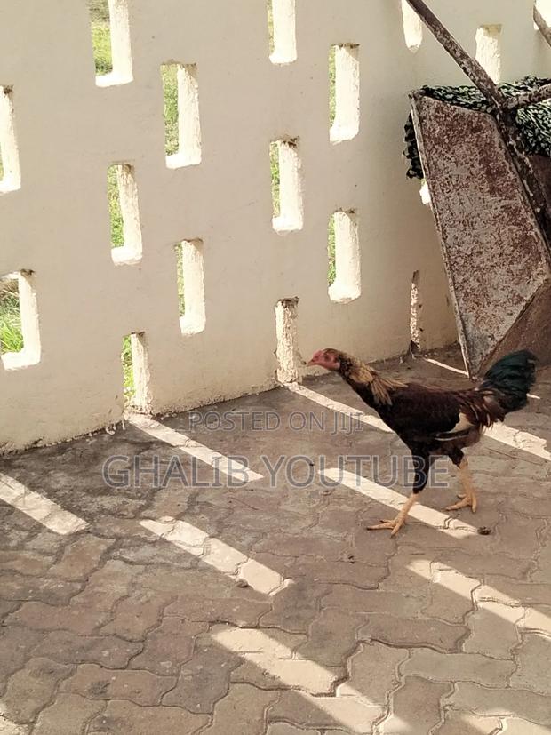 Kienyeji Chicken - thumbnail 3