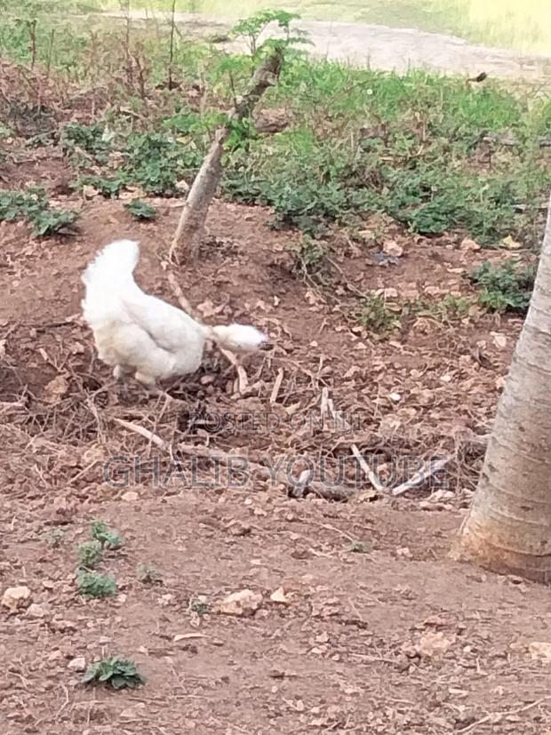 Kienyeji Chicken - thumbnail 4