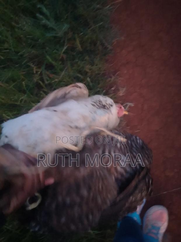 Kienyeji Chicken