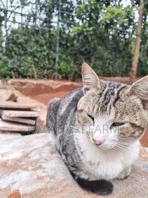 6-12 months Male Purebred Tabby