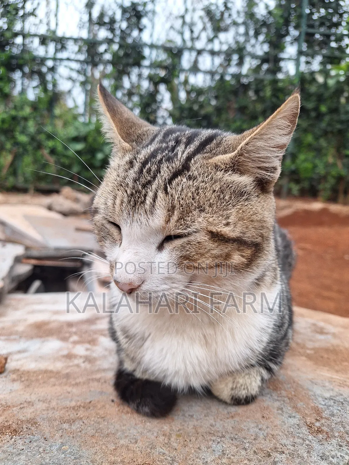 6-12 months Male Purebred Tabby