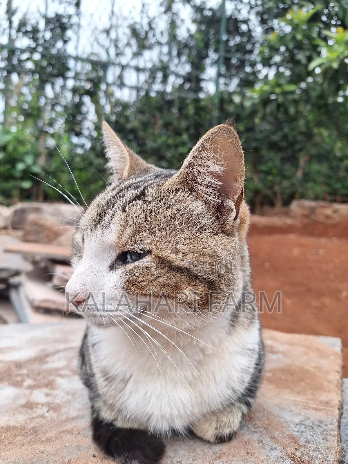 6-12 months Male Purebred Tabby