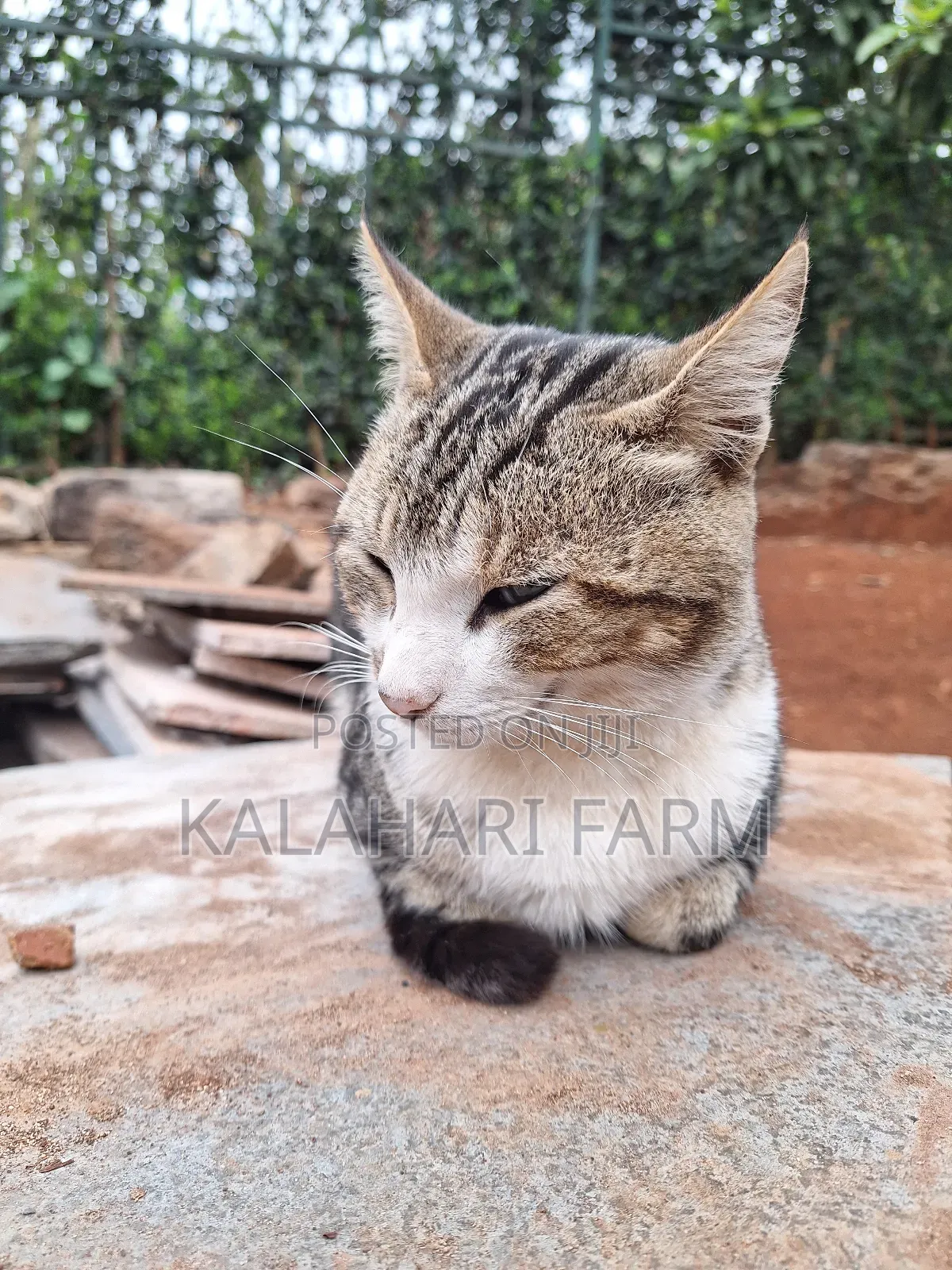 6-12 months Male Purebred Tabby