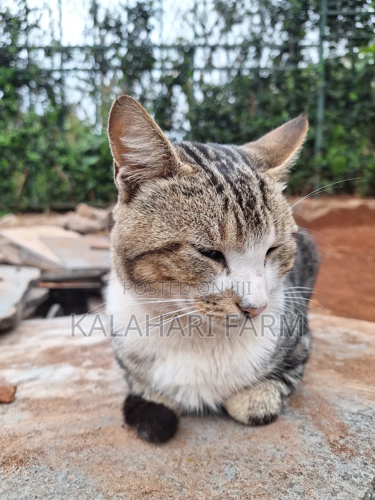 6-12 months Male Purebred Tabby
