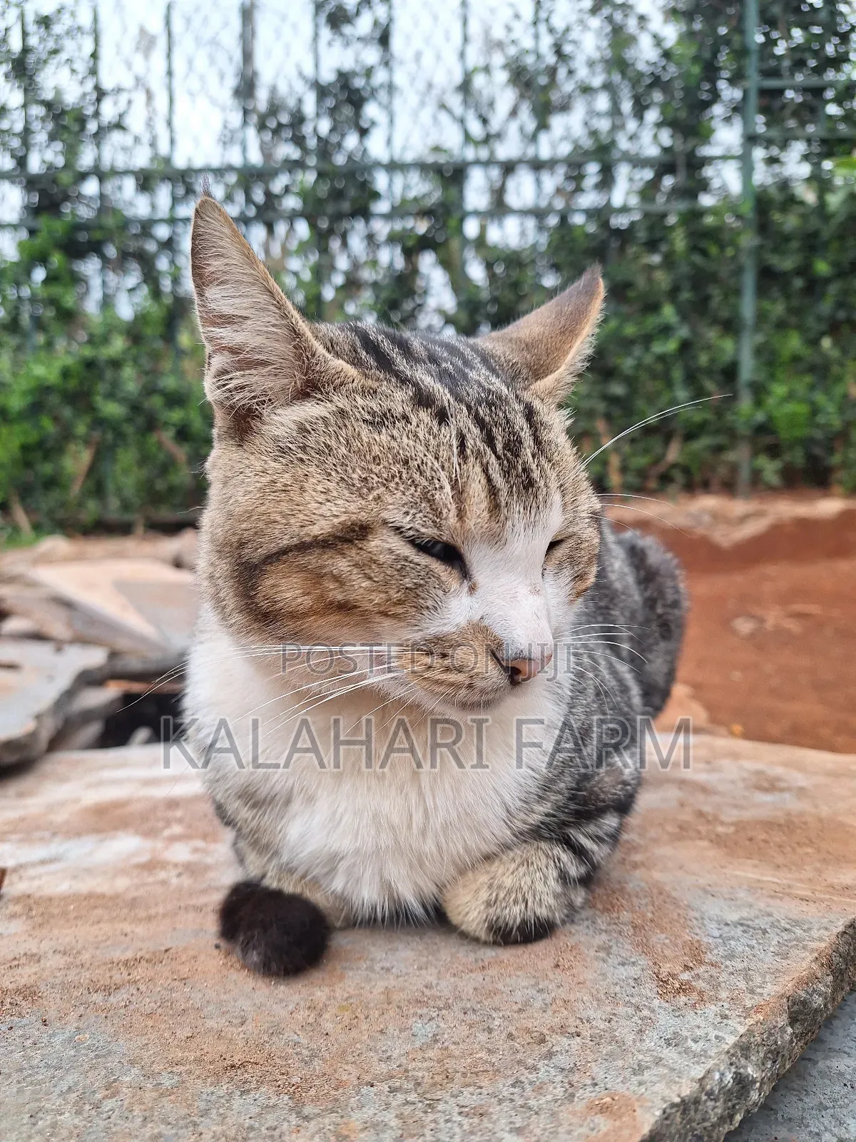 6-12 months Male Purebred Tabby