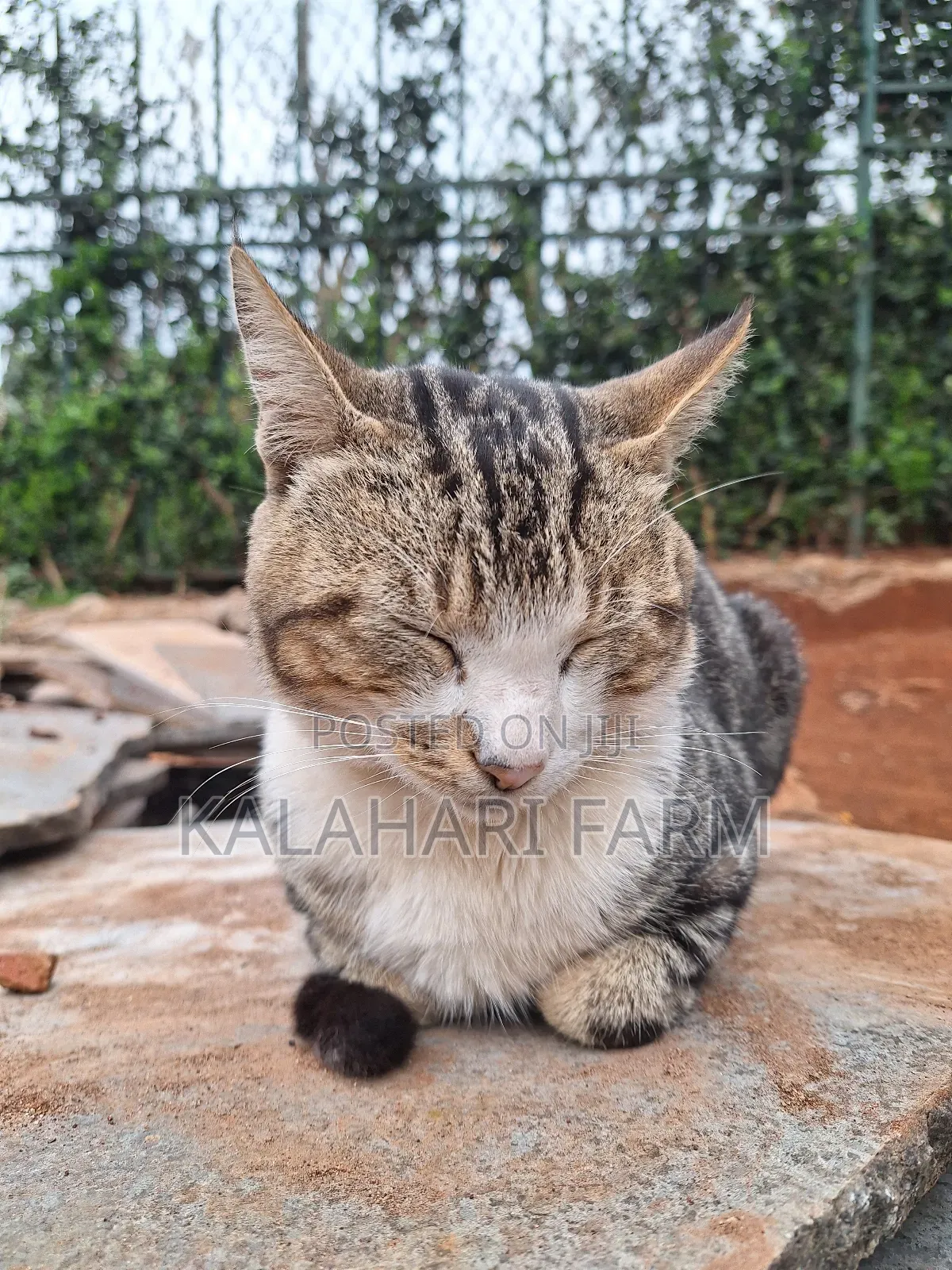 6-12 months Male Purebred Tabby