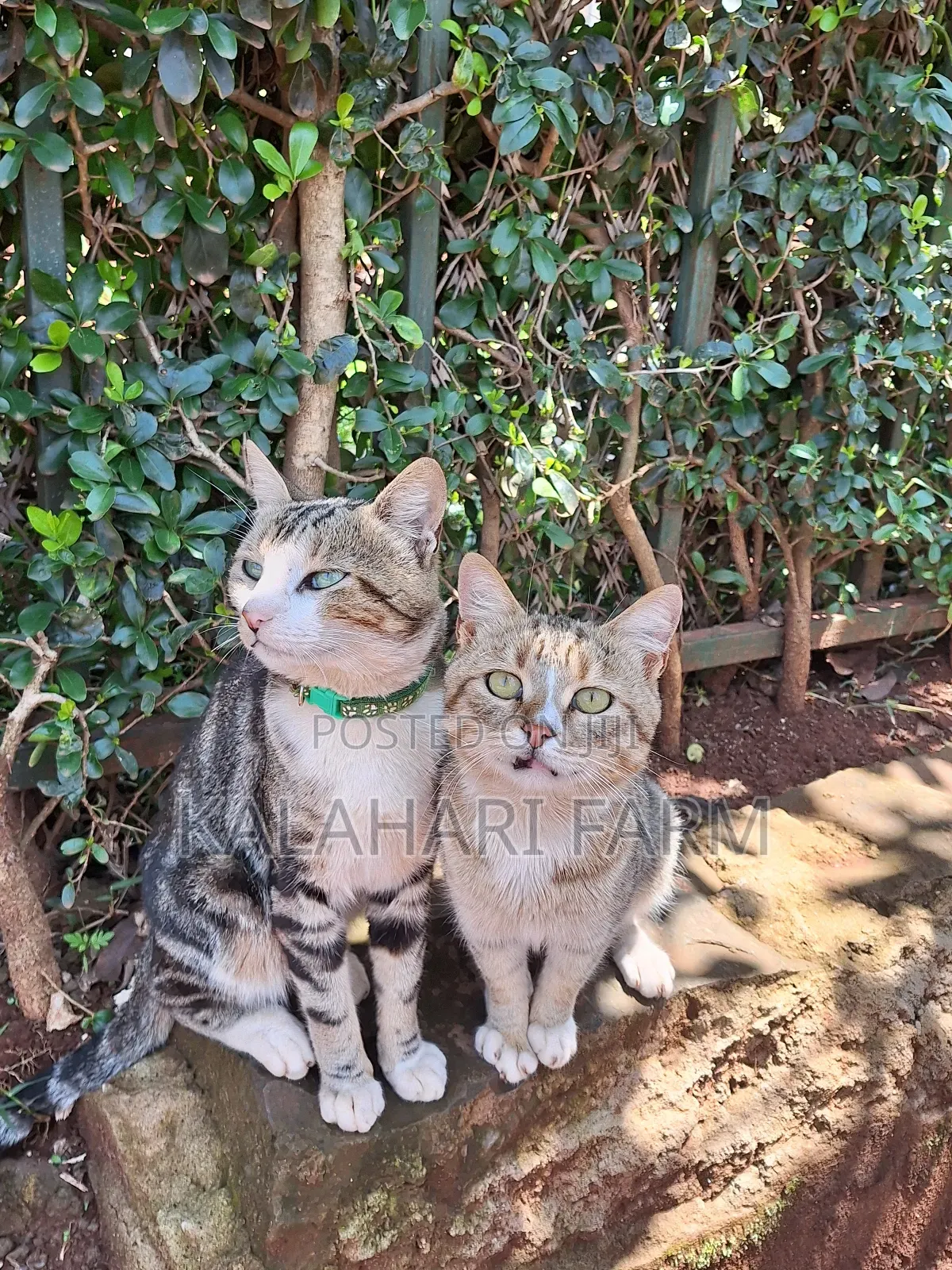 6-12 months Male Purebred Tabby