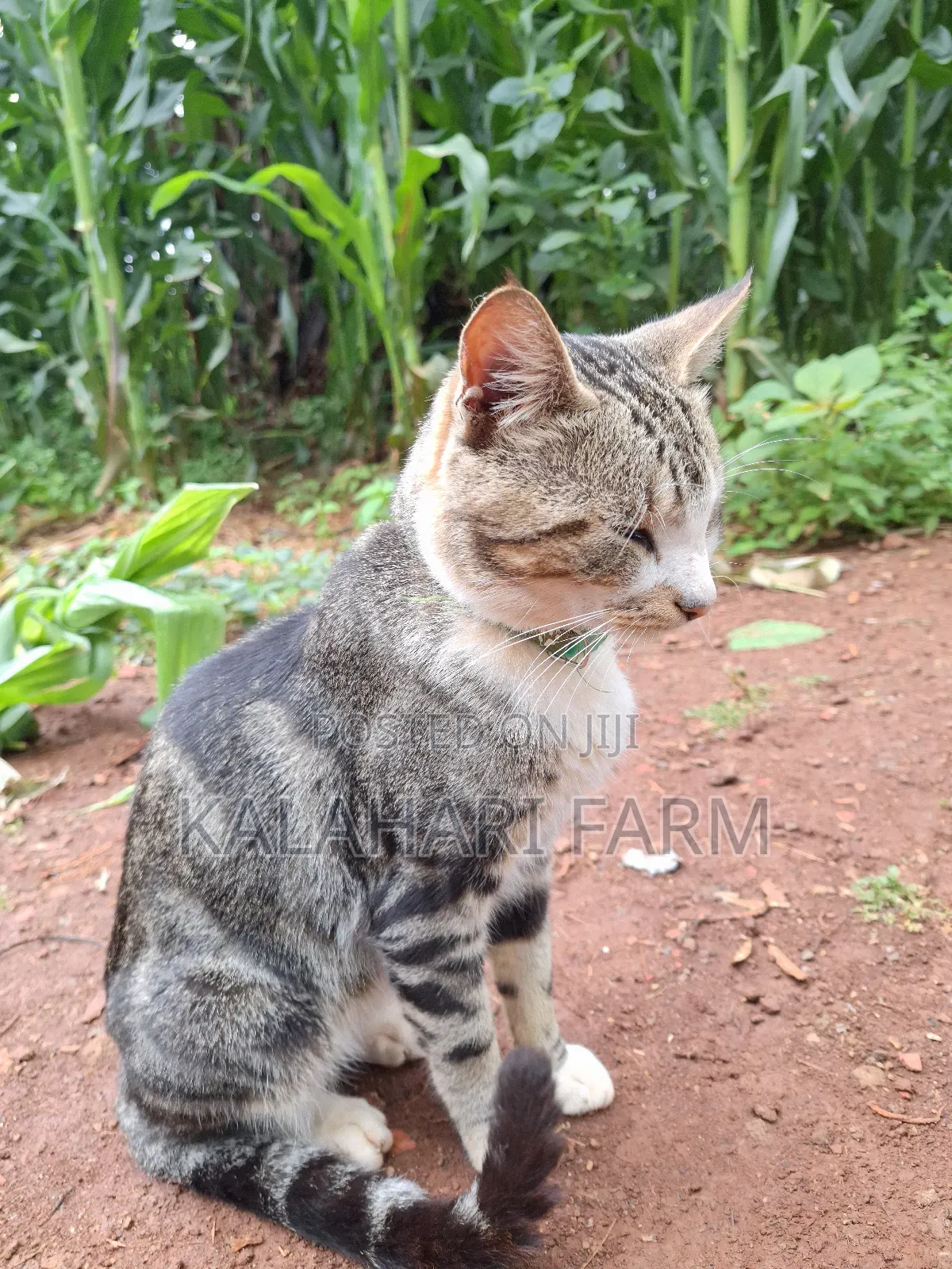 6-12 months Male Purebred Tabby