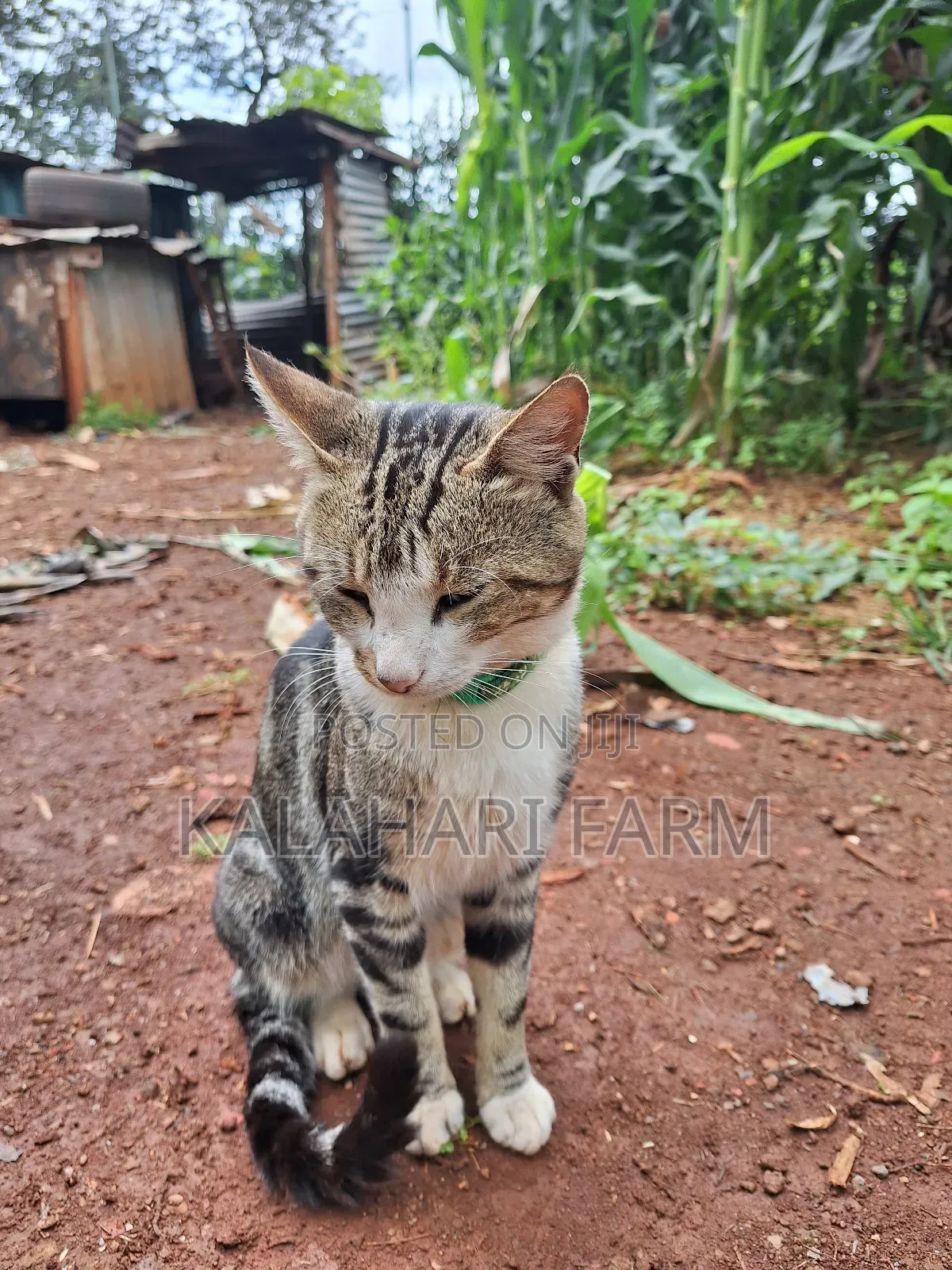 6-12 months Male Purebred Tabby