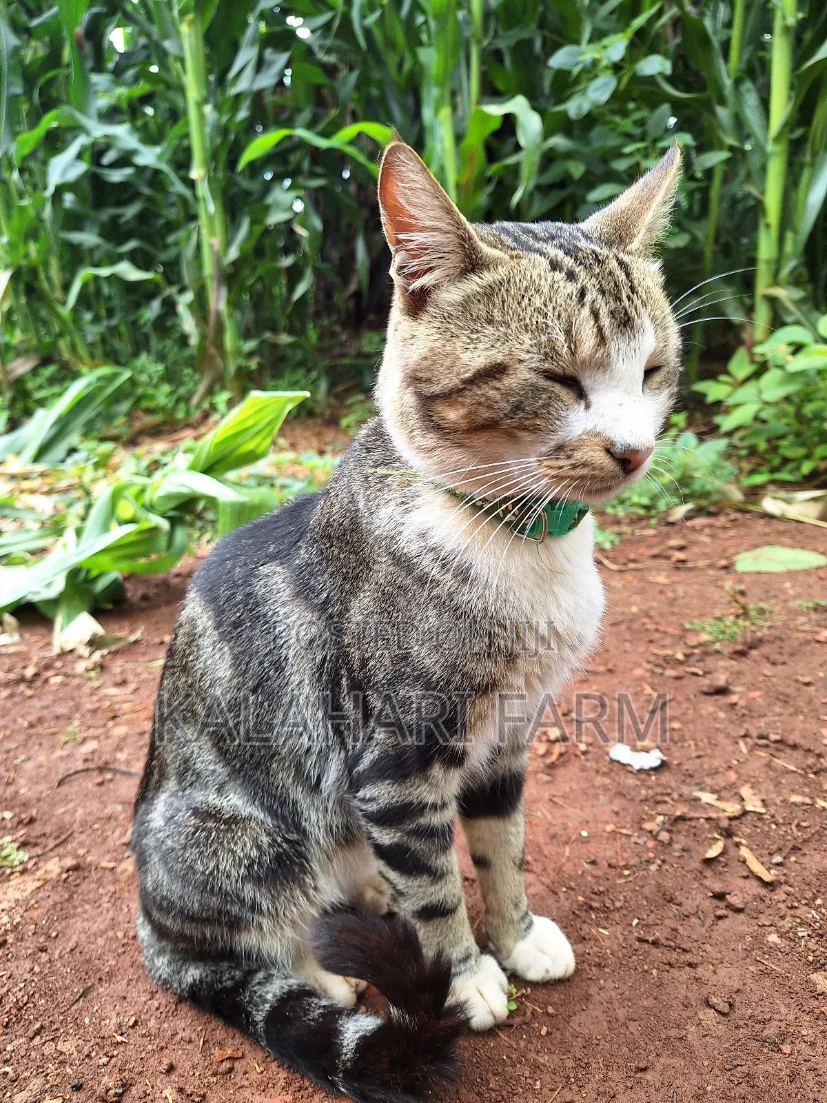 6-12 months Male Purebred Tabby