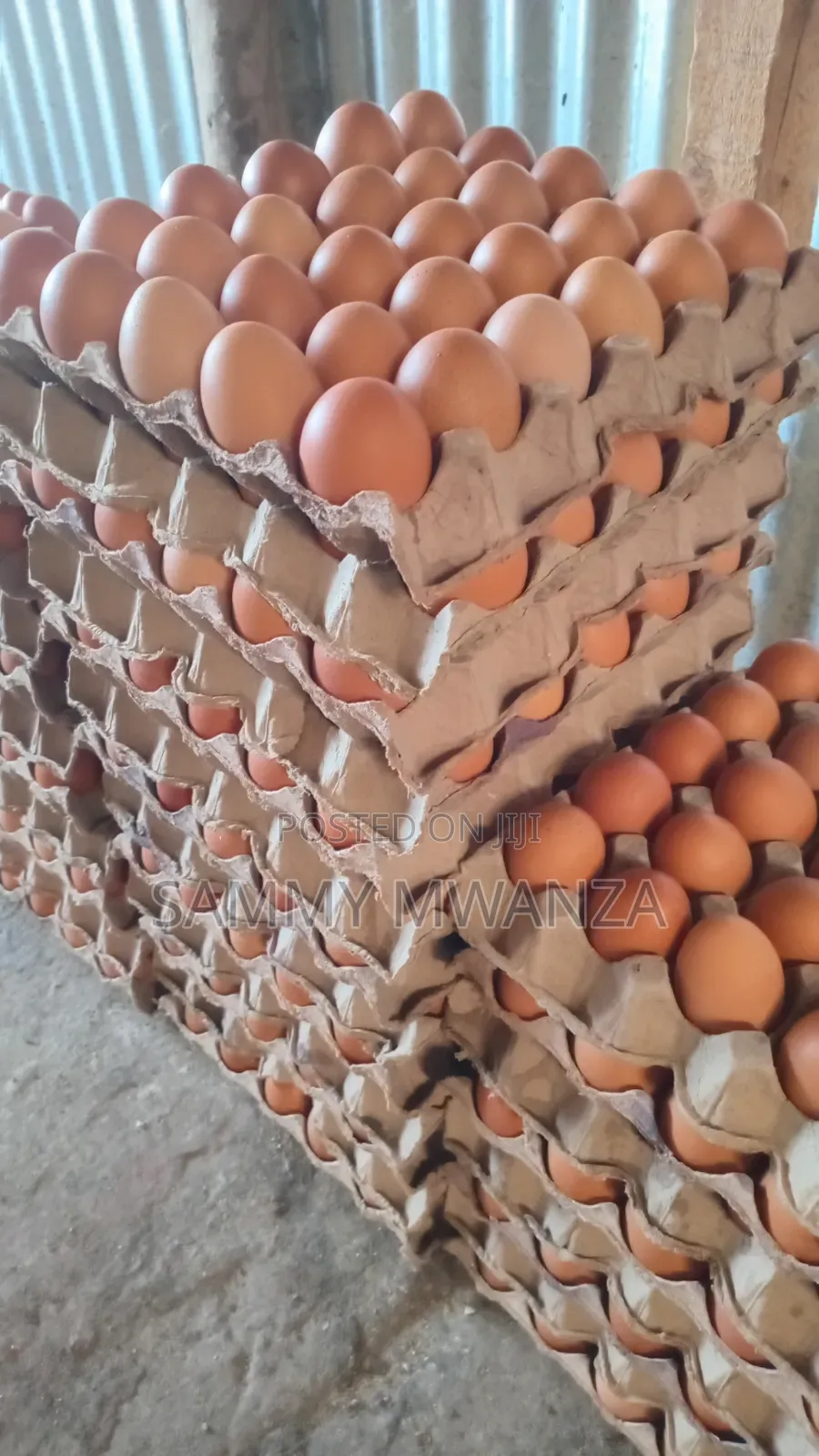 Delivery Eggs at 500