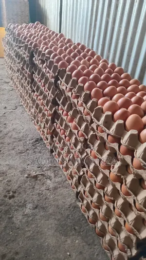 Delivery Eggs at 500