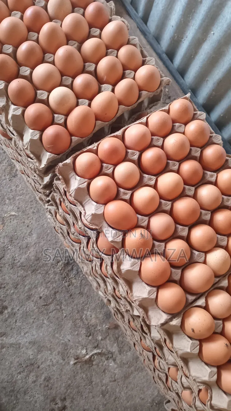 Delivery Eggs at 500