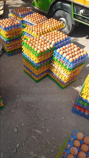 Delivery Eggs at 500
