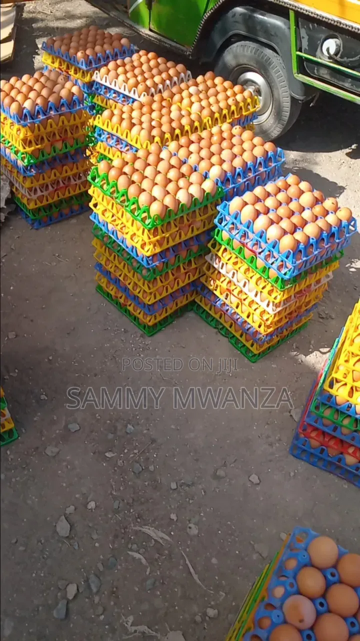 Delivery Eggs at 500